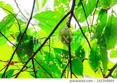 Green cacao fruit on the cocoa tree (Theobroma cacao) Green cacao fruit on the cocoa tree (Theobroma cacao) 142569664
