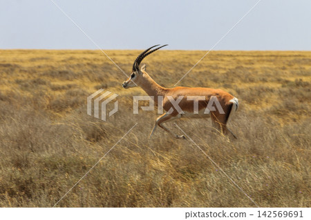 Male Impala (Aepyceros melampus) running in dry savannah in Serengeti National Park, Tanzania Male Impala (Aepyceros melampus) running in dry savannah in Serengeti National Park, Tanzania 142569691