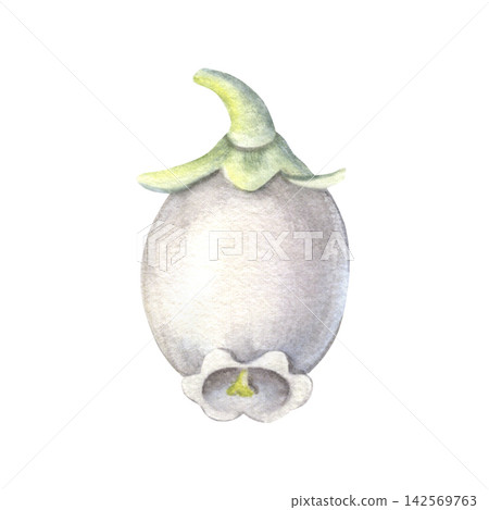 Blueberry blossom. Hand-painted watercolor illustration isolated on white for tea packaging, labels, logo, food branding, products, recipes, advertising, menu, education materials, stickers, design Blueberry blossom. Hand-painted watercolor illustration isolated on white for tea packaging, labels, logo, food branding, products, recipes, advertising, menu, education materials, stickers, design 142569763