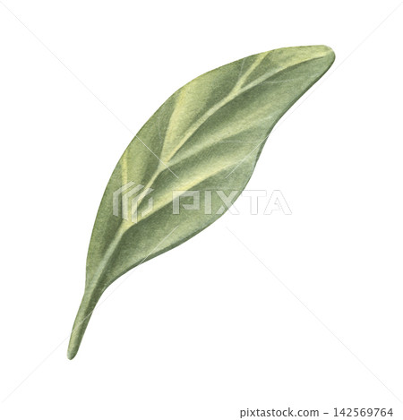 Blueberry leaf. Hand-painted watercolor illustration isolated on white for tea packaging, label, logo, branding, book, menu, printing, education materials, sticker, cosmetic, medicine, product, design 142569764