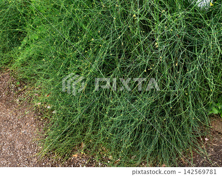 Medicinal plant: Ephedra sinica Medicinal plant: Ephedra sinica 142569781