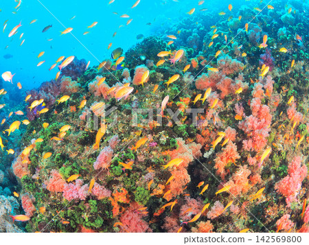 Tropical fish swimming in a garden of soft corals (Ito) 142569800