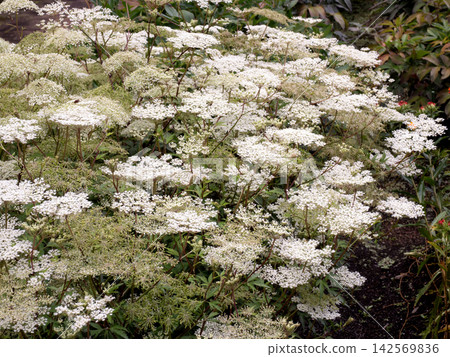Medicinal plant: Angelica flower Medicinal plant: Angelica flower 142569836