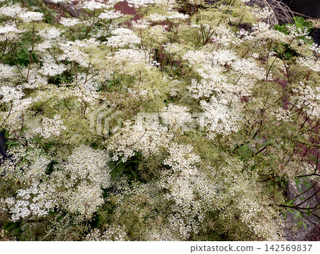 Medicinal plant: Angelica flower 142569837