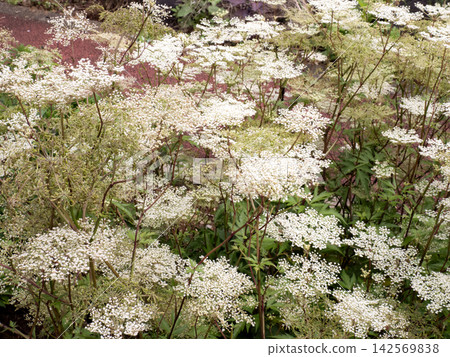 Medicinal plant: Angelica flower 142569838