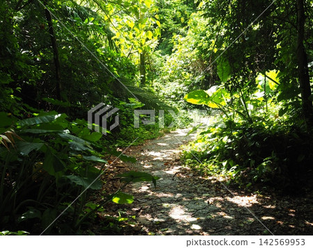 A cobblestone path leading through a tunnel of greenery! The primeval forest trail to Kurima Island Octopus Park. A cobblestone path leading through a tunnel of greenery! The primeval forest trail to Kurima Island Octopus Park. 142569953