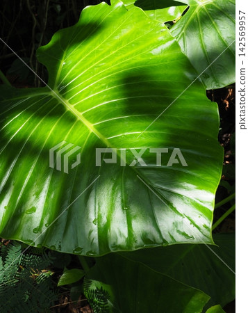 Sunlight filtering through the trees and deep shadows. A beautiful botanical cut I encountered in the Miyako Islands of Okinawa. Sunlight filtering through the trees and deep shadows. A beautiful botanical cut I encountered in the Miyako Islands of Okinawa. 142569957