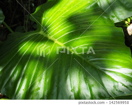 A botanical snapshot that captures the feeling of wind and light. Beautiful tree shadows cast across the vibrant green. A botanical snapshot that captures the feeling of wind and light. Beautiful tree shadows cast across the vibrant green. 142569958