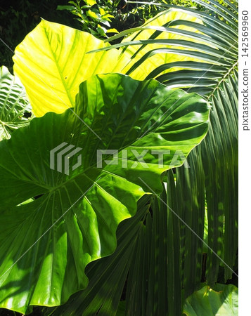 A dynamic feel reminiscent of exploring a jungle. Vibrant botanical shots captured in the Miyako Islands of Okinawa. A dynamic feel reminiscent of exploring a jungle. Vibrant botanical shots captured in the Miyako Islands of Okinawa. 142569960