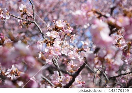 A close-up of early-blooming Kawazu cherry blossoms against a blue sky A close-up of early-blooming Kawazu cherry blossoms against a blue sky 142570399
