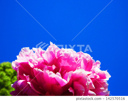 A single pink peony against a blue sky. A single pink peony against a blue sky. 142570516