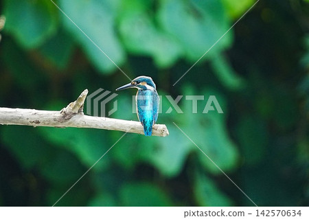 A vibrant, natural portrait of a kingfisher A vibrant, natural portrait of a kingfisher 142570634