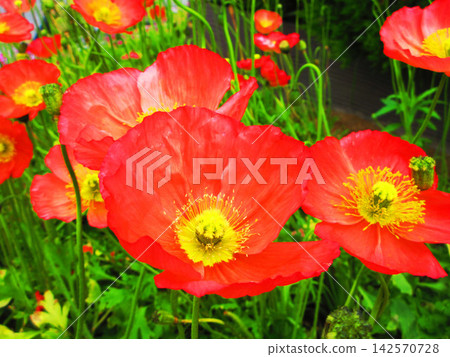 A beautiful landscape of orange Icelandic poppies. A beautiful landscape of orange Icelandic poppies. 142570728