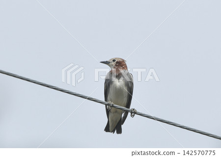 紫背椋鳥 紫背椋鳥 142570775