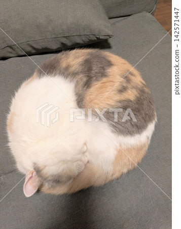 圓圓的三色貓 圓圓的三色貓 142571447