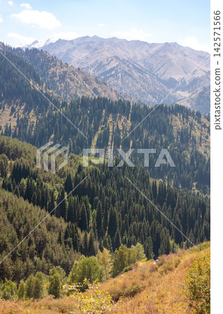 Panoramic mountain landscape with dense pine forest and distant snowy peaks in natural daylight Panoramic mountain landscape with dense pine forest and distant snowy peaks in natural daylight 142571566