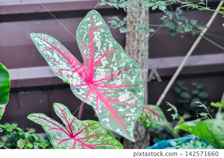 Caladium or Caladium Bicolor Vent or Caladium bicolor or pink , green and white leaf Caladium or Caladium Bicolor Vent or Caladium bicolor or pink , green and white leaf 142571660