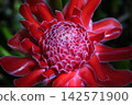 Beautiful torch ginger flower 142571900