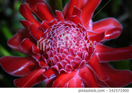 Beautiful torch ginger flower Beautiful torch ginger flower 142571900