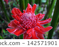 Beautiful torch ginger flower 142571901