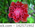Beautiful torch ginger flower 142571902