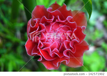 Beautiful torch ginger flower Beautiful torch ginger flower 142571902