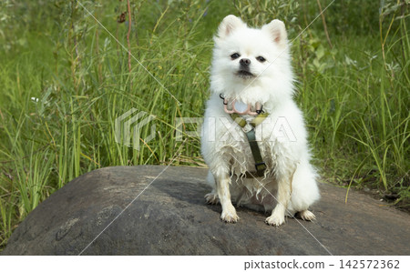 White German Spitz on a large rock on a sunny day White German Spitz on a large rock on a sunny day 142572362