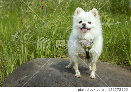White German Spitz on a large rock on a sunny day White German Spitz on a large rock on a sunny day 142572363