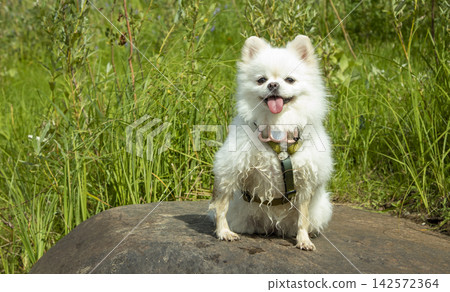 White German Spitz on a large rock on a sunny day White German Spitz on a large rock on a sunny day 142572364