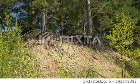 Two trees on a cliff side of a mountain during the day Two trees on a cliff side of a mountain during the day 142572382