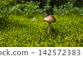 an inedible mushroom on bog moss on a sunny day 142572383