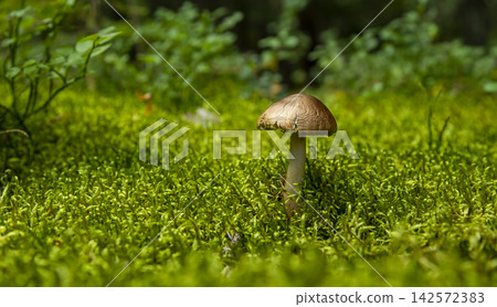 an inedible mushroom on bog moss on a sunny day 142572383