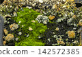 Green moss on a stone on the river bank, backgrounds 142572385