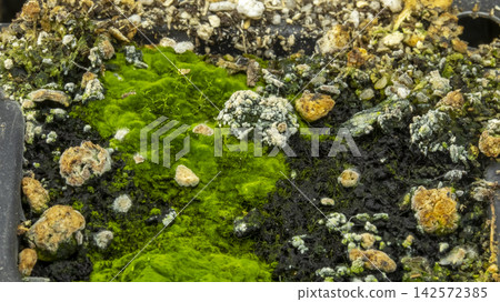 Green moss on a stone on the river bank, backgrounds 142572385
