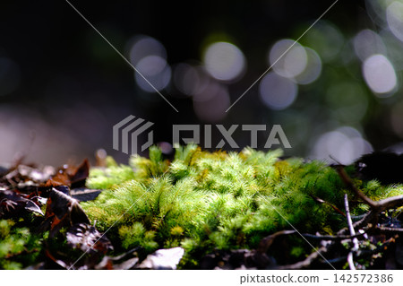 森林燈光照耀下的綠色苔蘚 森林燈光照耀下的綠色苔蘚 142572386