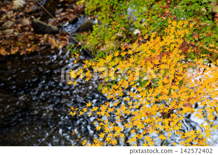 Vibrant yellow leaves reflected in the autumn stream Vibrant yellow leaves reflected in the autumn stream 142572402