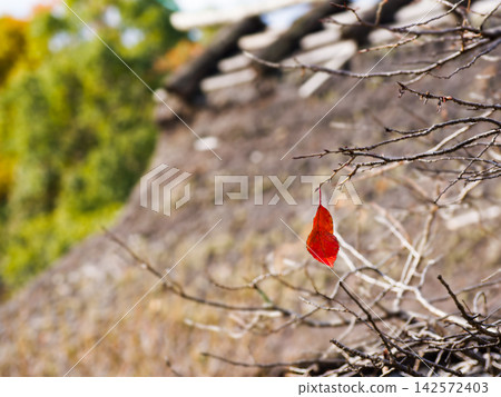 A single red leaf remaining on a branch, and the scenery of late autumn. 142572403