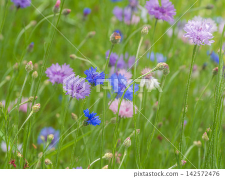 藍色矢車菊 藍色矢車菊 142572476