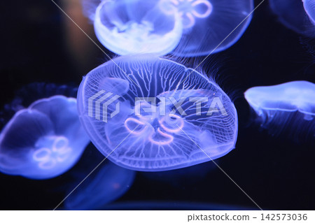 月亮水母(水族館) 月亮水母(水族館) 142573036