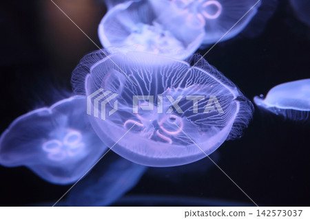 月亮水母(水族館) 月亮水母(水族館) 142573037