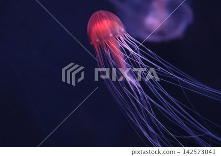 Red jellyfish (aquarium) Red jellyfish (aquarium) 142573041