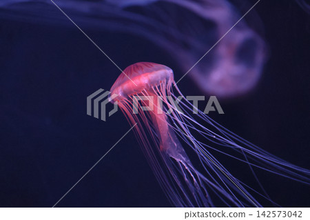 Red jellyfish (aquarium) Red jellyfish (aquarium) 142573042
