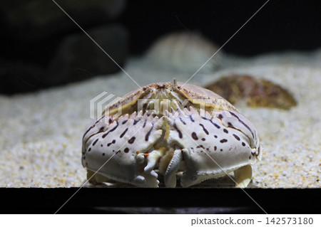 Tiger crab (aquarium) Tiger crab (aquarium) 142573180