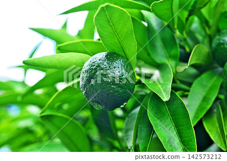 表面掛著水珠的薏苡果(秋季,九月) 表面掛著水珠的薏苡果(秋季,九月) 142573212