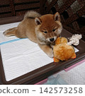 A Shiba Inu puppy spending time in an indoor space with pet sheets laid out. 142573258