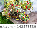 ornamental indoor pepper bushes in flower pots 142573539