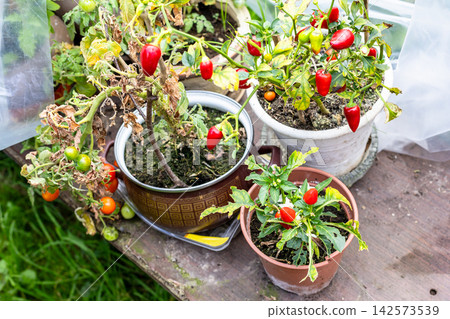 ornamental indoor pepper bushes in flower pots ornamental indoor pepper bushes in flower pots 142573539