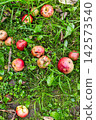 fallen ripe apples close-up on green ground 142573540