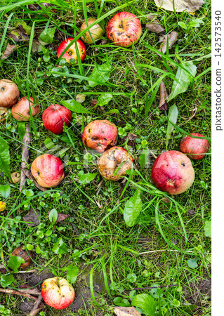 fallen ripe apples close-up on green ground fallen ripe apples close-up on green ground 142573540