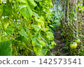 green leaves cucumber plant and green tomatoes 142573541